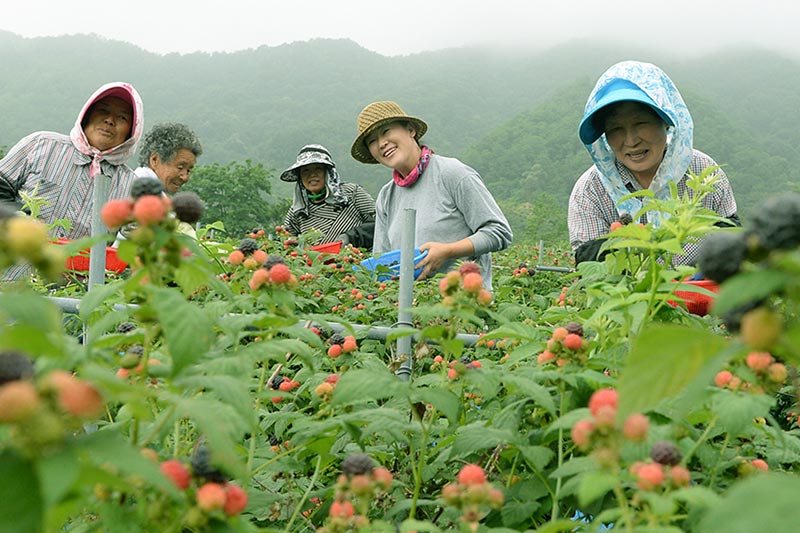 직접 재배한 복분자, 자연 그대로의 달콤함